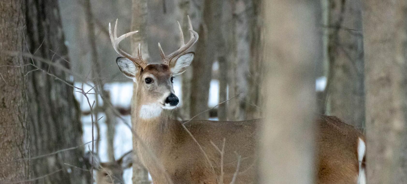 Ohio’s Deer Gun Hunting Weekend Results from ODNR
